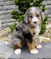 Hazel , a female Miniature Bernedoodle for sale in Dalton, OH – 2 of 7