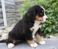 Luna , a female Bernese Mountain Dog for sale in Dalton, OH – 2 of 8