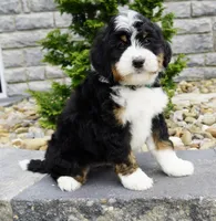 Ranger, a male Miniature Bernedoodle for sale in Dalton, OH – 2 of 4