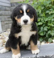 Luna , a female Bernese Mountain Dog for sale in Dalton, OH – 6 of 8