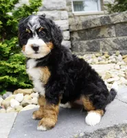 Millie , a female Miniature Bernedoodle for sale in Dalton, OH – 3 of 6