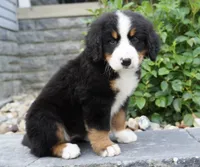 Hazel , a female Bernese Mountain Dog for sale in Dalton, OH – 3 of 5
