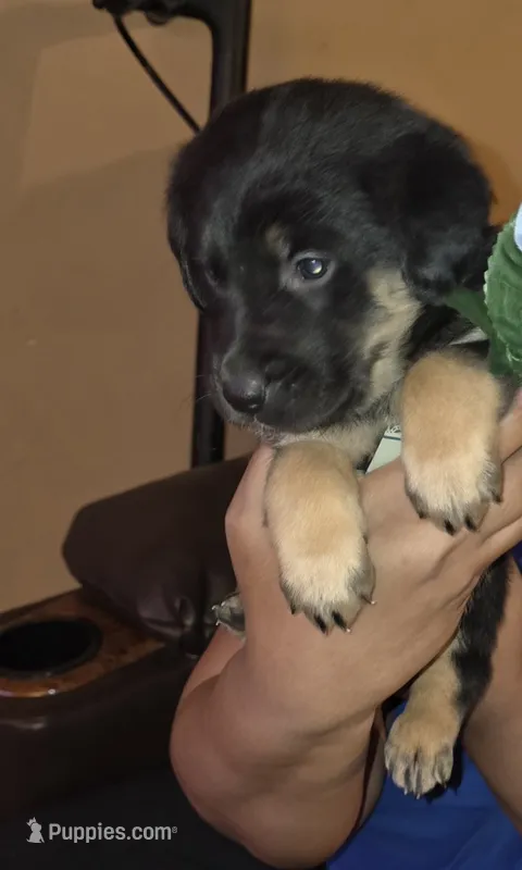 Ruble – German Shepherd Dog, Golden Retriever puppy for sale in North Windham, CT