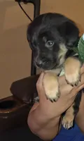 Ruble, a male German Shepherd Dog and Golden Retriever for sale in North Windham, CT – 1 of 1