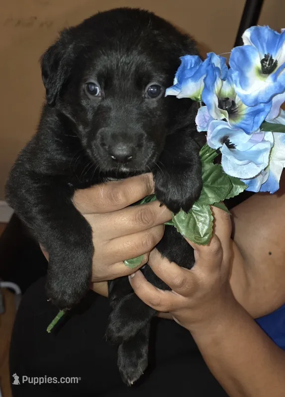 Bear bear – German Shepherd Dog, Golden Retriever puppy for sale in North Windham, CT
