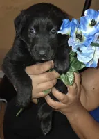 Bear bear, a male German Shepherd Dog and Golden Retriever for sale in North Windham, CT – 1 of 1