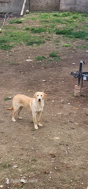 Latta – German Shepherd Dog, Golden Retriever puppy for sale in North Windham, CT