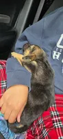 Snookums, a male German Shepherd Dog for sale in North Windham, CT – 2 of 3