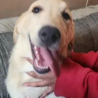 Latta, a male German Shepherd Dog and Golden Retriever for sale in North Windham, CT – Photo 1 of 2
