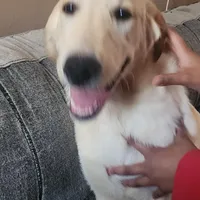 Latta, a male German Shepherd Dog and Golden Retriever for sale in North Windham, CT – Photo 2 of 2