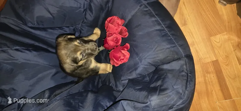 Snookums, a male German Shepherd Dog for sale in North Windham, CT – 1 of 3