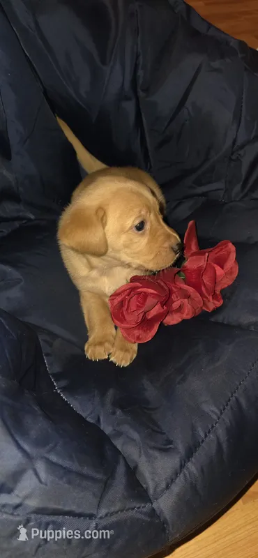 Shy – German Shepherd Dog, Golden Retriever puppy for sale in North Windham, CT