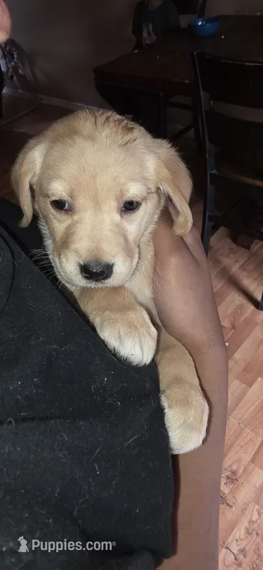 Shy – German Shepherd Dog, Golden Retriever puppy for sale in North Windham, CT