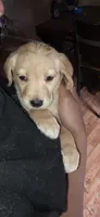 Shy, a female German Shepherd Dog and Golden Retriever for sale in North Windham, CT – 1 of 2