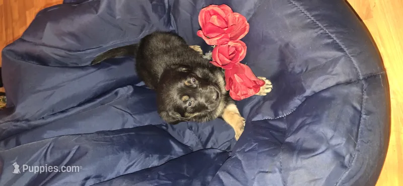 Sweetie , a female German Shepherd Dog for sale in North Windham, CT – 1 of 1