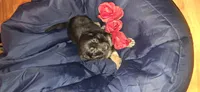 Sweetie , a female German Shepherd Dog for sale in North Windham, CT – 1 of 1