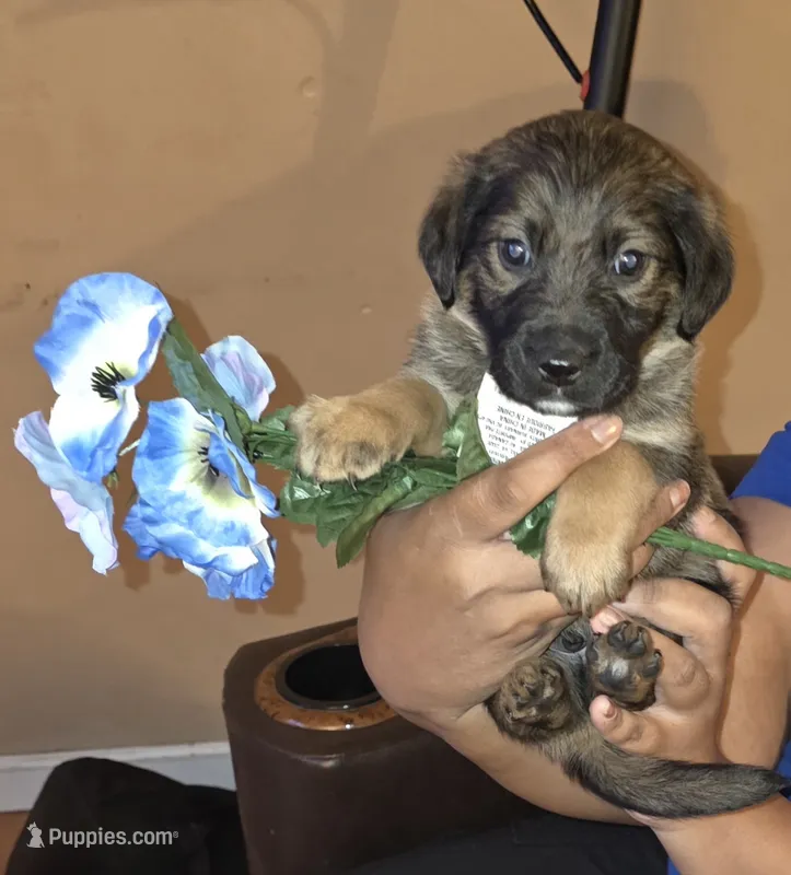 Rocky – German Shepherd Dog, Golden Retriever puppy for sale in North Windham, CT