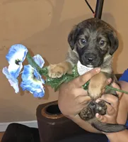 Rocky, a male German Shepherd Dog and Golden Retriever for sale in North Windham, CT – 1 of 1