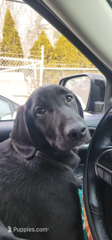 Mamas  – German Shepherd Dog, Miniature Golden Retriever puppy for sale in North Windham, CT