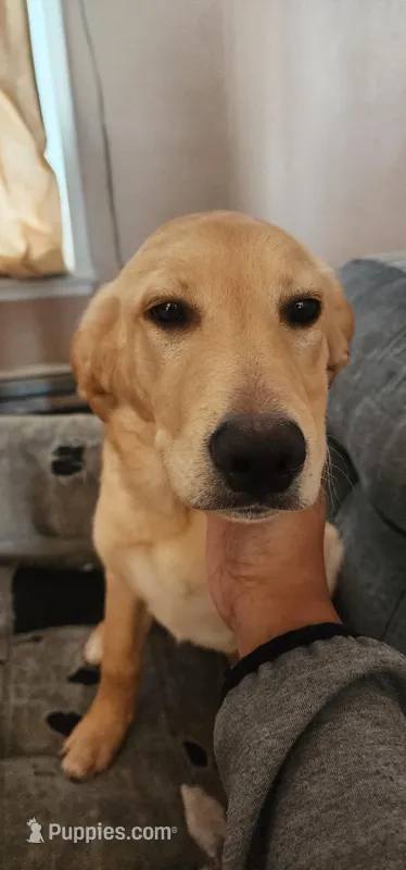 Handsome – German Shepherd Dog, Miniature Golden Retriever puppy for sale in North Windham, CT