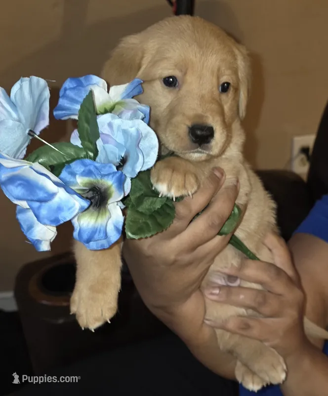 Rider – German Shepherd Dog, Golden Retriever puppy for sale in North Windham, CT