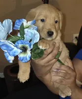 Rider, a male German Shepherd Dog and Golden Retriever for sale in North Windham, CT – 1 of 1