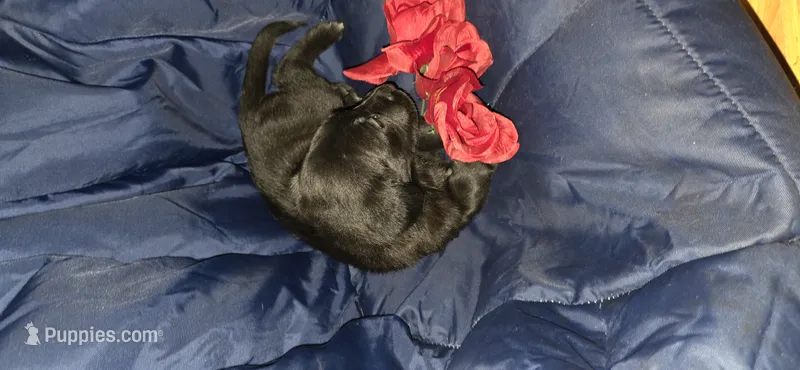 Bella – German Shepherd Dog, Golden Retriever puppy for sale in North Windham, CT