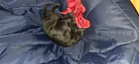 Bella, a female German Shepherd Dog and Golden Retriever for sale in North Windham, CT – 1 of 1