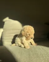 Harlen, a male Poodle - Toy  for sale in Elk Grove, CA – 2 of 2