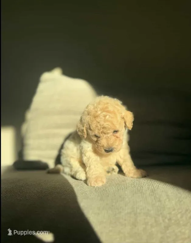 Harlen – Poodle - Toy  puppy for sale in Elk Grove, CA
