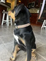 Lacy, a female Doberman Pinscher and Bernedoodle for sale in Union, KY – 4 of 4