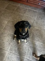 Lacy, a female Doberman Pinscher and Bernedoodle for sale in Union, KY – 3 of 4