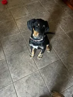Lacy, a female Doberman Pinscher and Bernedoodle for sale in Union, KY – 2 of 4