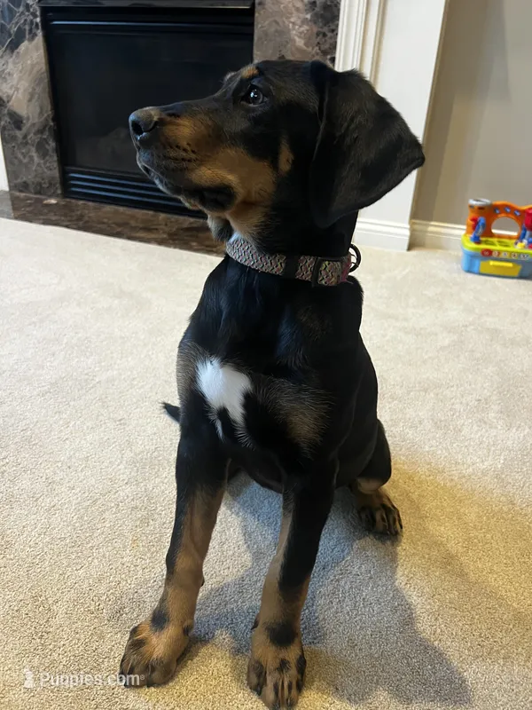 Lacy – Doberman Pinscher, Bernedoodle puppy for sale in Union, KY
