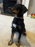 Lacy, a female Doberman Pinscher and Bernedoodle for sale in Union, KY – 1 of 4