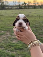 Tony, a male English Springer Spaniel for sale in Nicholls, GA – 3 of 3