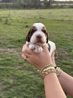 Trout, a male English Springer Spaniel for sale in Nicholls, GA – 3 of 4