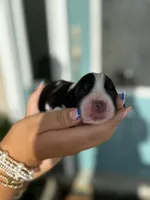 Elligail (light purple collar), a female English Springer Spaniel for sale in Nicholls, GA – Photo 5 of 10