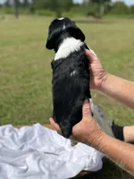 Elligail (light purple collar), a female English Springer Spaniel for sale in Nicholls, GA – Photo 2 of 10