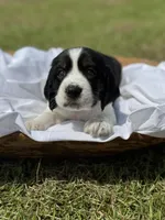 Elligail (light purple collar), a female English Springer Spaniel for sale in Nicholls, GA – Photo 4 of 10