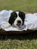 Elligail (light purple collar), a female English Springer Spaniel for sale in Nicholls, GA – Photo 3 of 10