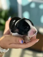 Elligail (light purple collar), a female English Springer Spaniel for sale in Nicholls, GA – Photo 6 of 10