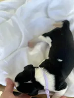 Elligail (light purple collar), a female English Springer Spaniel for sale in Nicholls, GA – Photo 9 of 10