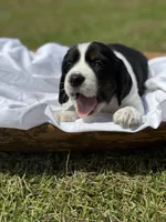 Elligail (light purple collar), a female English Springer Spaniel for sale in Nicholls, GA – Photo 1 of 10
