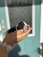 Elligail (light purple collar), a female English Springer Spaniel for sale in Nicholls, GA – Photo 10 of 10