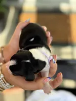 Elligail (light purple collar), a female English Springer Spaniel for sale in Nicholls, GA – Photo 7 of 10