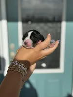 Elligail (light purple collar), a female English Springer Spaniel for sale in Nicholls, GA – Photo 8 of 10
