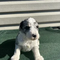 Homey, a male Sheepadoodle for sale in Nicholls, GA – Photo 1 of 3