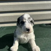 Homey, a male Sheepadoodle for sale in Nicholls, GA – Photo 2 of 3