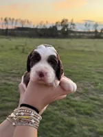 Tipsy, a female English Springer Spaniel for sale in Nicholls, GA – 3 of 4